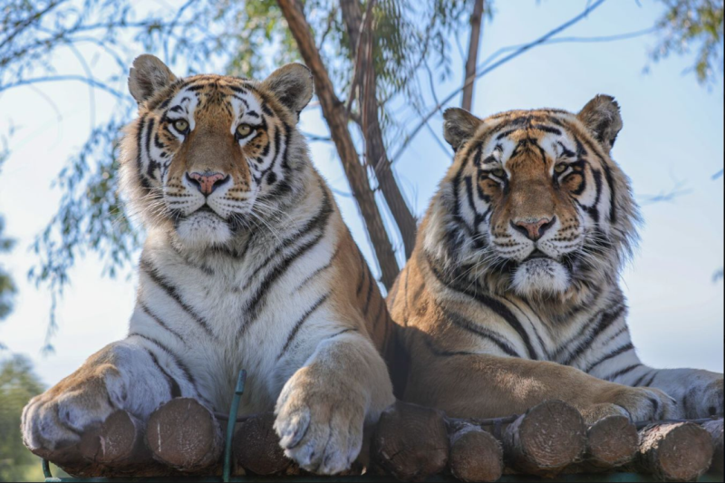 零距離感受東北虎的王者之風(fēng)——東北虎林園金旅觀光車圈粉無數(shù)